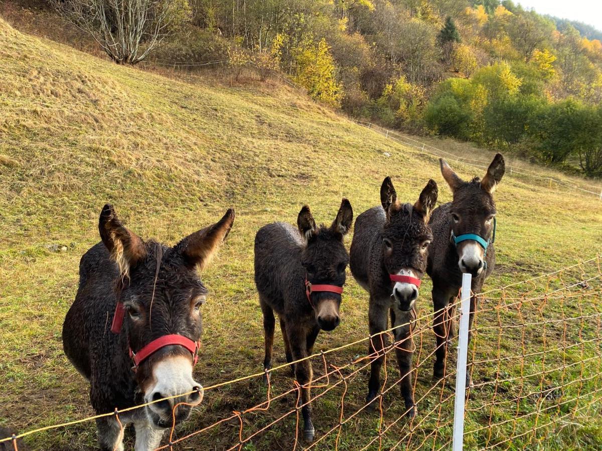 Baita Valtellina. Relax Nel Cuore Delle Alpi Grosio Dış mekan fotoğraf